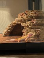 Gecko Reptiles for sale in 4989 Riegel Rd, Wilmington, NC 28403, USA. price: NA
