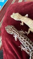 Gecko Reptiles for sale in Dover, DE, USA. price: NA