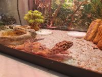 Gecko Reptiles for sale in Fullerton, CA, USA. price: NA