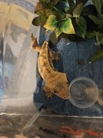 Gecko Reptiles for sale in Frederick, Colorado. price: $75
