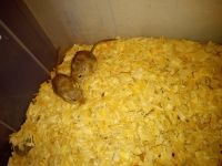 Gerbil Rodents for sale in Colbert, GA 30628, USA. price: NA