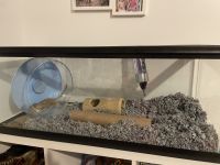 Gerbil Rodents for sale in Ambler, PA 19002, USA. price: $20