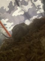 Gerbil Mouse Rodents for sale in 5501 S Kedzie Ave, Chicago, IL 60629, USA. price: NA