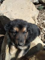 German Coolie Puppies for sale in Wenatchee, WA 98801, USA. price: NA
