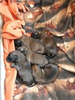 German Coolie Puppies for sale in Campbellsburg, IN 47108, USA. price: $333