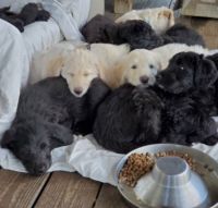 German Coolie Puppies for sale in California City, CA, USA. price: NA