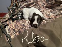 German Longhaired Pointer Puppies for sale in Paola, KS 66071, USA. price: NA
