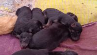German Longhaired Pointer Puppies for sale in Jaunpur, Uttar Pradesh, India. price: 15000 INR