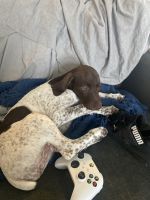 German Longhaired Pointer Puppies for sale in Nampa, ID, USA. price: NA