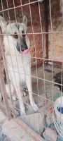 German Longhaired Pointer Puppies for sale in Kishan Bagh, Hyderabad, Telangana, India. price: 15000 INR