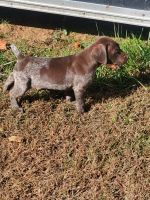 German Longhaired Pointer Puppies for sale in Blairsville, GA 30512, USA. price: NA