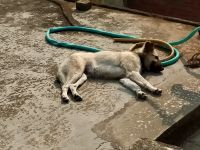 German Longhaired Pointer Puppies for sale in Buxar, Bihar, India. price: 9000 INR