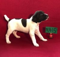 German Longhaired Pointer Puppies for sale in Los Angeles, CA, USA. price: NA
