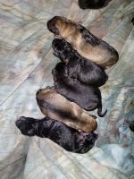 German Pinscher Puppies for sale in Hedgesville, WV, USA. price: NA