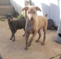 German Pinscher Puppies for sale in Perris, CA, USA. price: NA