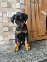 German Pinscher Puppies for sale in Shivamogga, Karnataka, India. price: 10000 INR