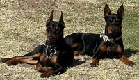 German Pinscher Puppies for sale in Corona, CA, USA. price: NA