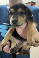 German Pinscher Puppies for sale in Peyton, CO 80831, USA. price: NA