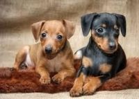 German Pinscher Puppies for sale in Columbus, MT 59019, USA. price: NA