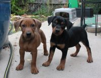 German Pinscher Puppies for sale in Los Angeles, CA, USA. price: NA