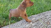 German Pinscher Puppies for sale in Fresno, CA, USA. price: NA