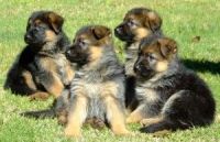German Pinscher Puppies Photos