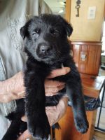 German Shepherd Puppies for sale in Johnstown, OH 43031, USA. price: NA