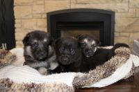 German Shepherd Puppies for sale in Boring, OR 97089, USA. price: NA