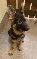 German Shepherd Puppies for sale in CT-190, Stafford, CT, USA. price: NA