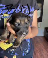 German Shepherd Puppies for sale in Gainesville, TX 76240, USA. price: NA