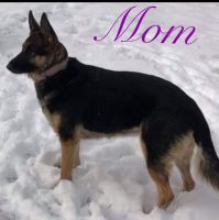 German Shepherd Puppies for sale in Columbus, OH, USA. price: NA