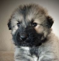 German Shepherd Puppies for sale in Los Angeles, CA, USA. price: NA