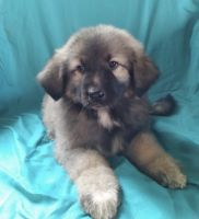 German Shepherd Puppies for sale in Los Angeles, CA, USA. price: NA