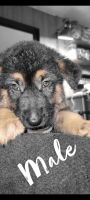German Shepherd Puppies for sale in Chicago, IL 60632, USA. price: NA