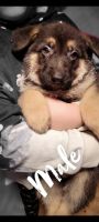 German Shepherd Puppies for sale in Chicago, IL 60632, USA. price: NA