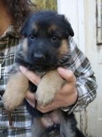German Shepherd Puppies for sale in Temecula, CA, USA. price: NA