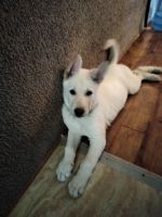 German Shepherd Puppies for sale in Apache Junction, AZ, USA. price: NA