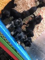 German Shepherd Puppies for sale in Easton, PA, USA. price: NA