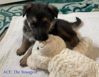 German Shepherd Puppies for sale in Williamsburg, VA, USA. price: NA
