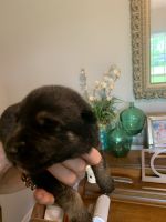 German Shepherd Puppies for sale in Mobile, AL 36613, USA. price: NA
