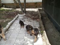 German Shepherd Puppies for sale in Orlando, FL 32818, USA. price: NA