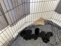 German Shepherd Puppies for sale in Lemon Grove, CA, USA. price: NA