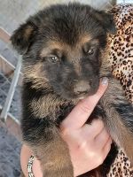 German Shepherd Puppies for sale in Douglas, GA 31533, USA. price: NA