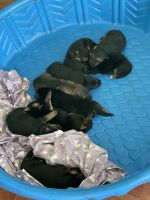 German Shepherd Puppies for sale in Fairfax, VA, USA. price: NA