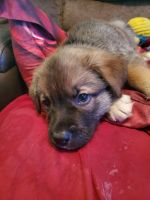German Shepherd Puppies for sale in Lincoln Park, MI 48146, USA. price: NA