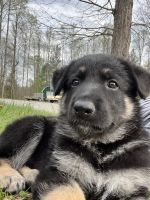 German Shepherd Puppies for sale in Boomer, NC 28654, USA. price: NA