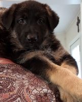German Shepherd Puppies for sale in Wichita Falls, TX, USA. price: NA