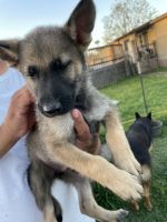 German Shepherd Puppies for sale in Alvin, TX, USA. price: NA