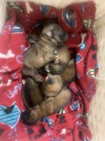 German Shepherd Puppies for sale in Fort Benning, GA 31905, USA. price: NA