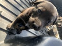 German Shepherd Puppies for sale in Stockton, CA, USA. price: NA